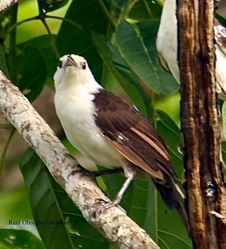 White-headed Wren - ML643042041