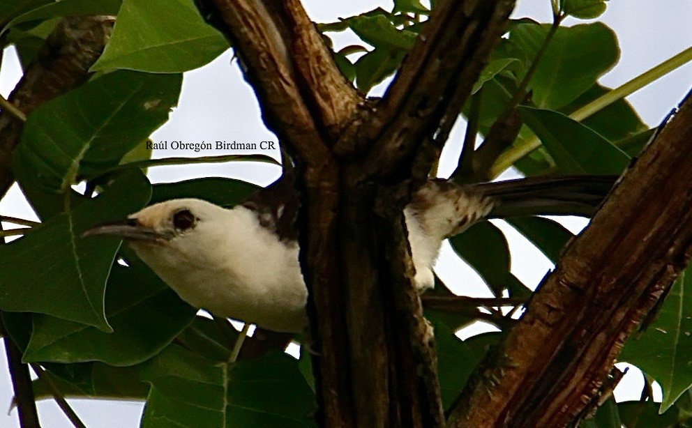White-headed Wren - ML643042042