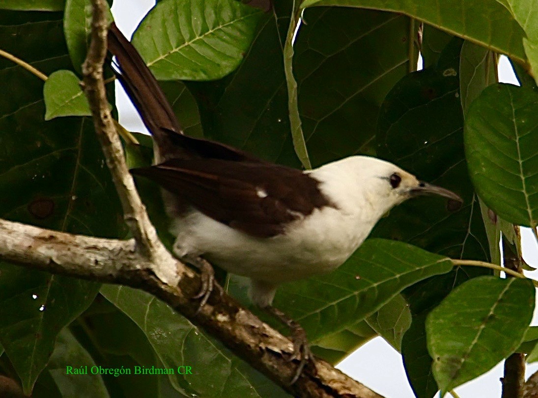 White-headed Wren - ML643042043