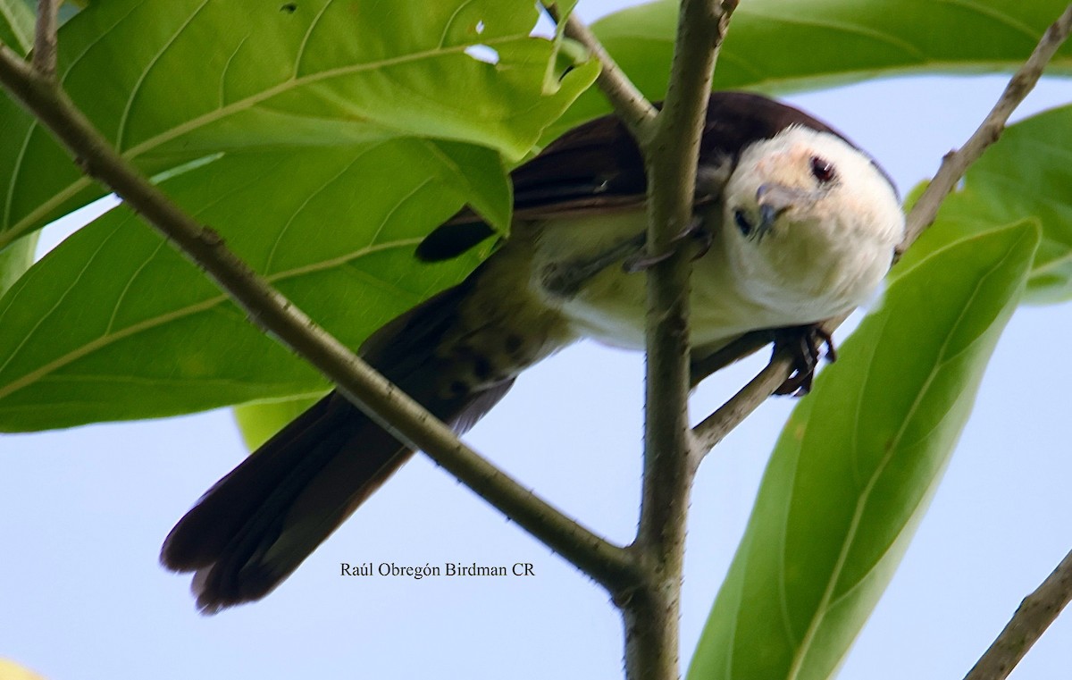 White-headed Wren - ML643042044