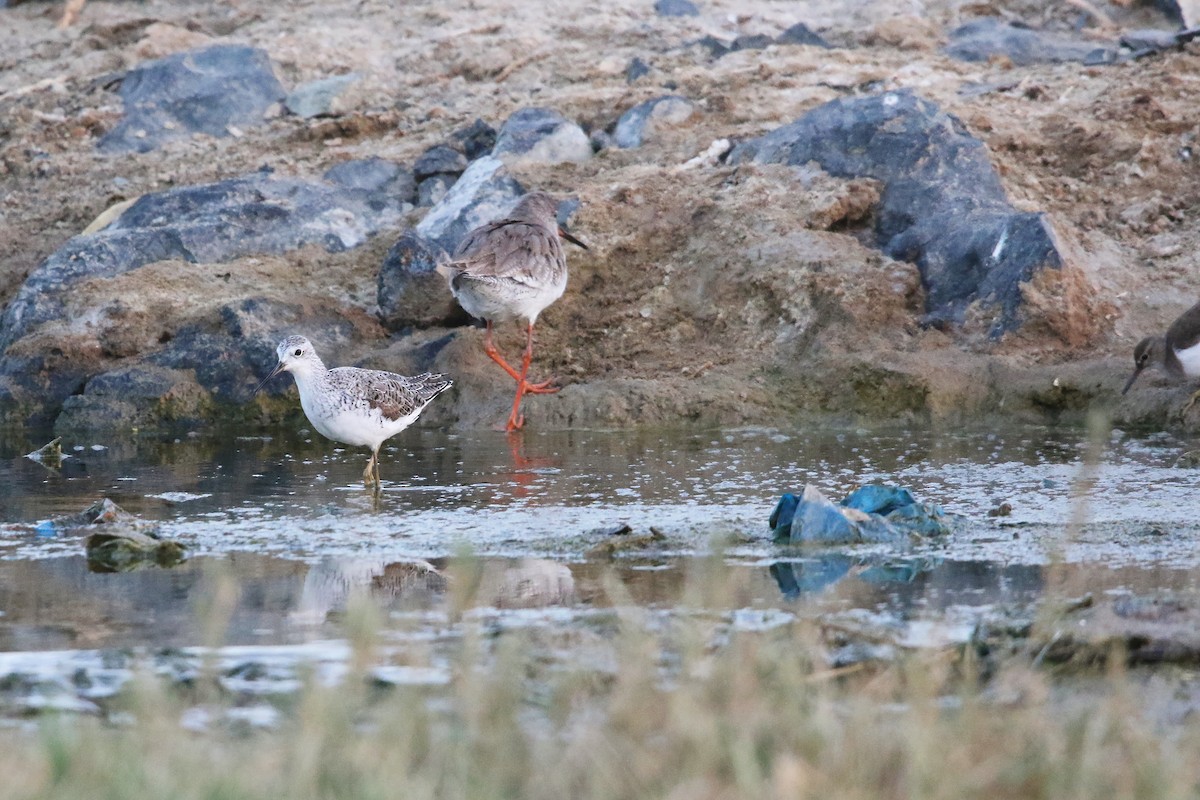 Marsh Sandpiper - ML643042060