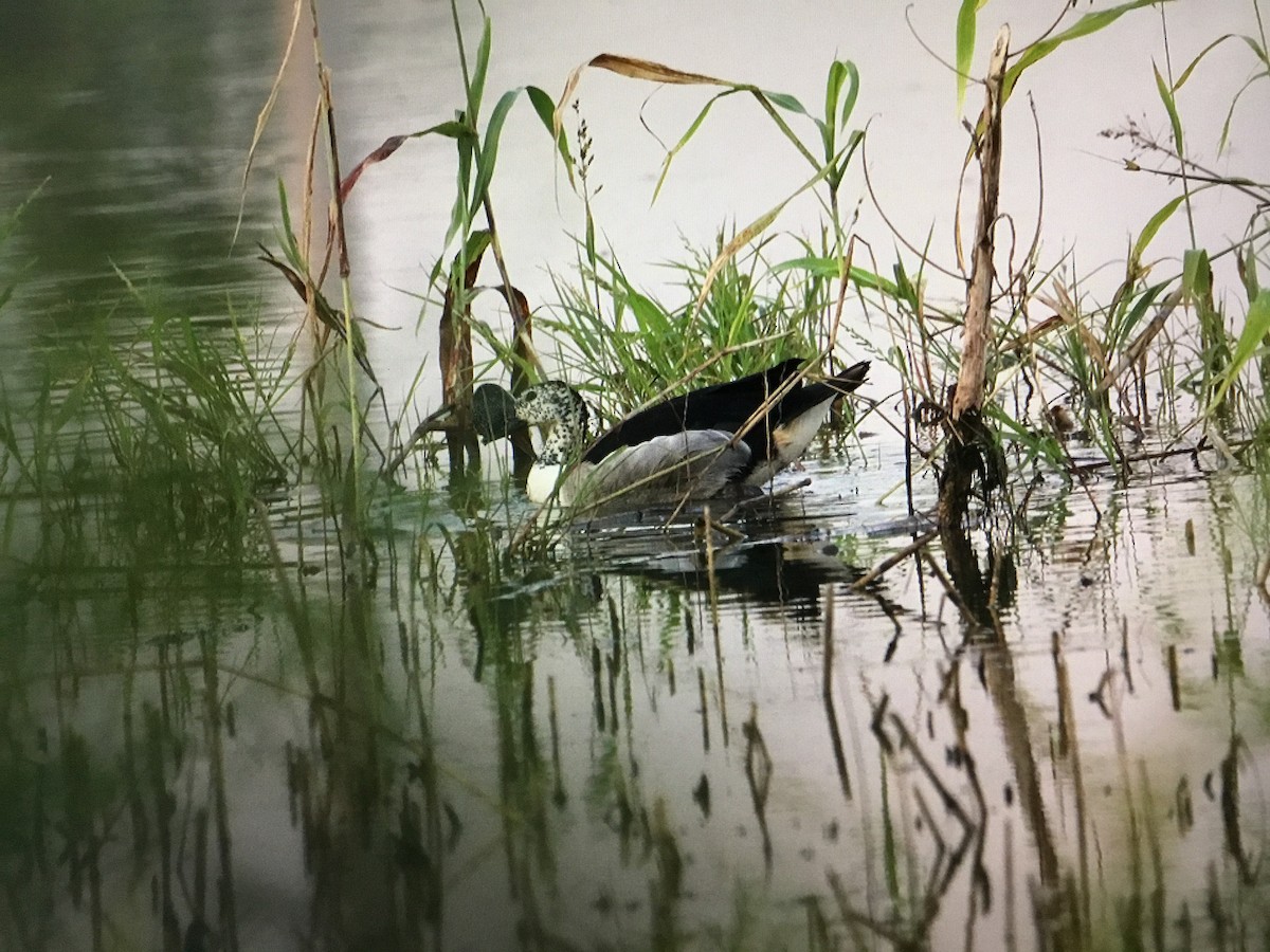 Knob-billed Duck - ML643042087