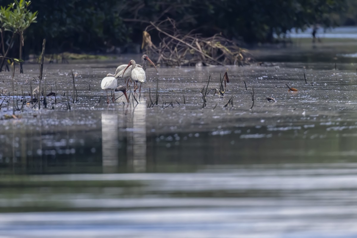 White Ibis - ML643042094
