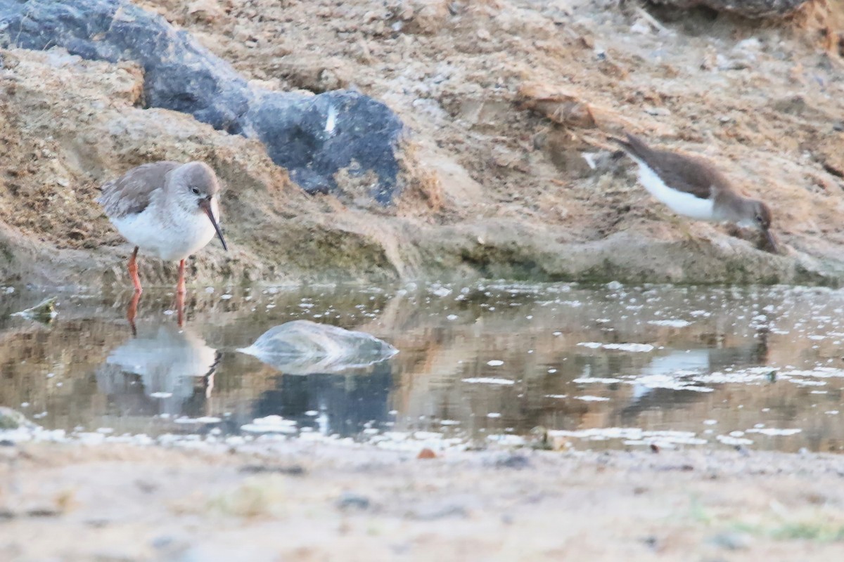 Common Redshank - ML643042110