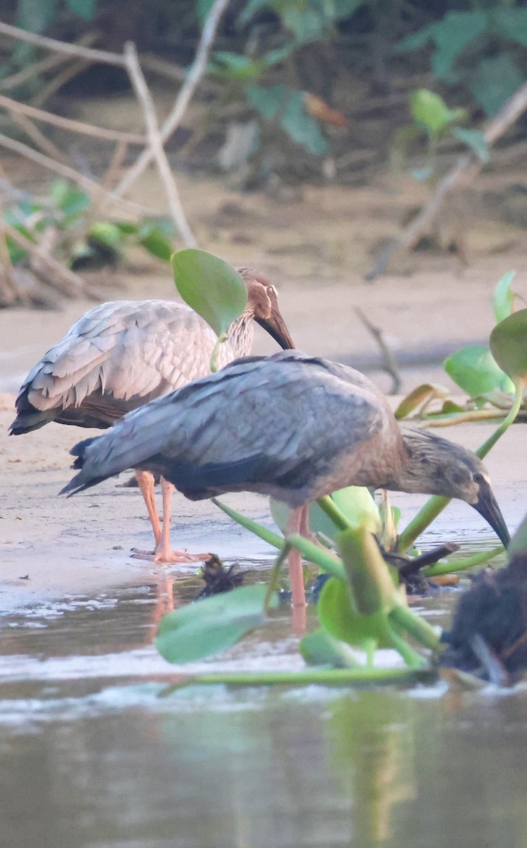 Plumbeous Ibis - ML643042116
