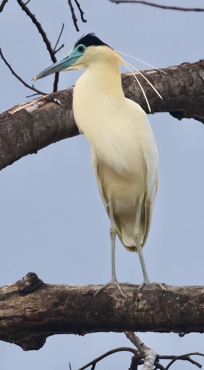 Capped Heron - ML643042117