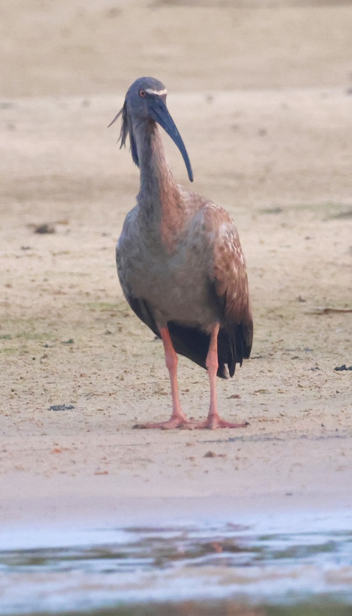 Plumbeous Ibis - ML643042122