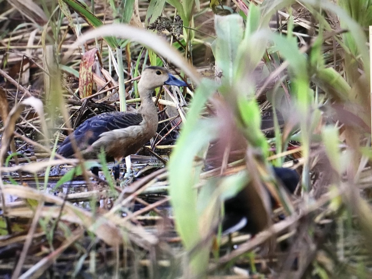 Lesser Whistling-Duck - ML643042140