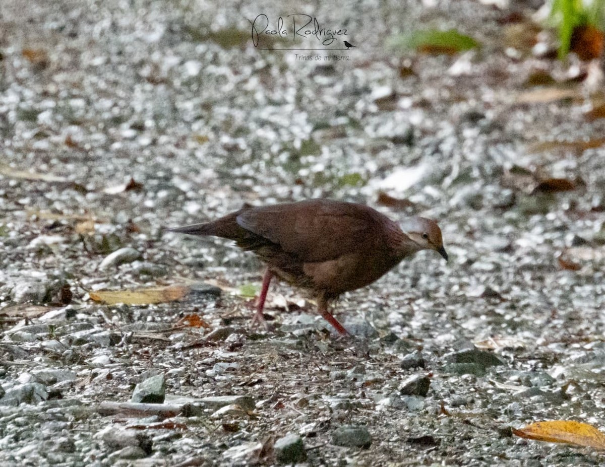 Lined Quail-Dove - ML643042157