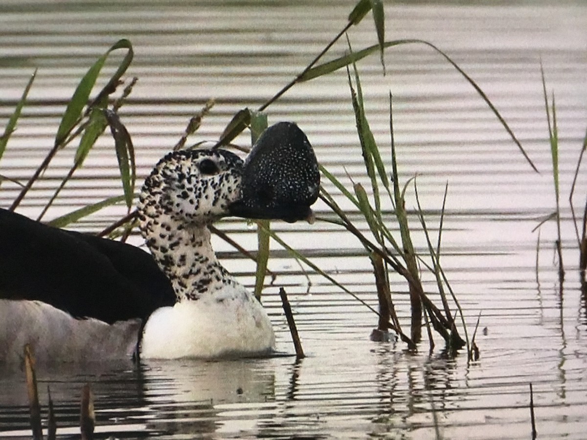 Knob-billed Duck - ML643042190