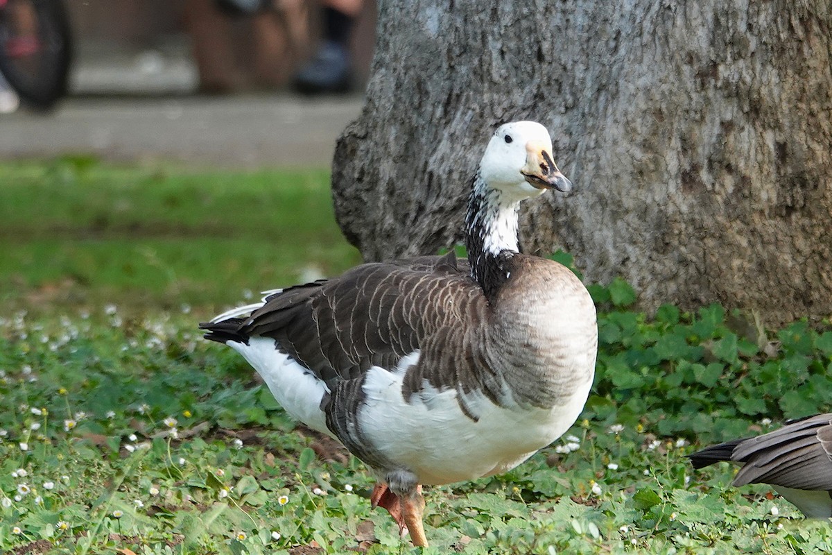 Domestic goose sp. x Canada Goose (hybrid) - ML643042214