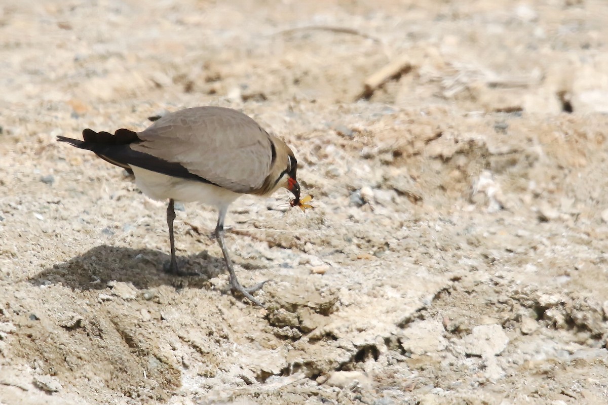 Collared Pratincole - ML643042267