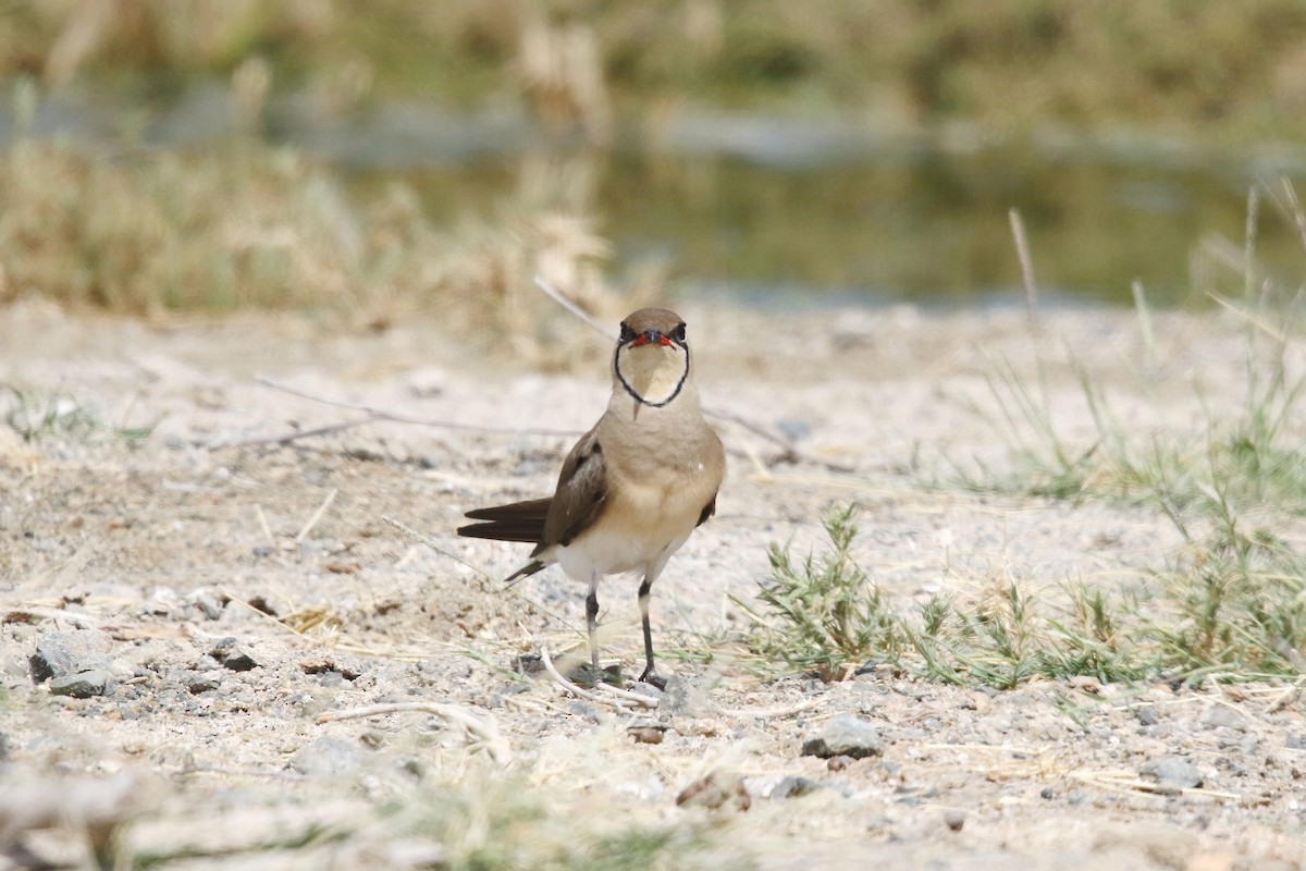 Collared Pratincole - ML643042268