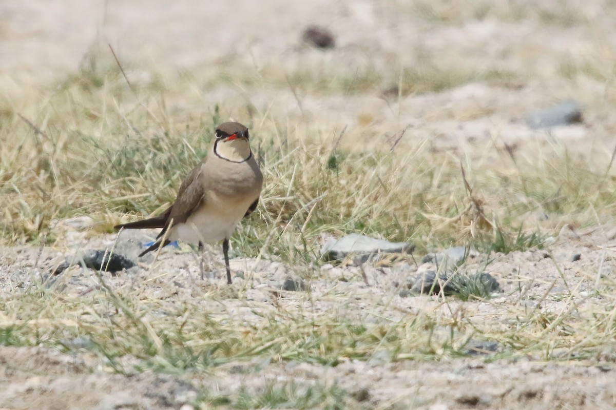 Collared Pratincole - ML643042270