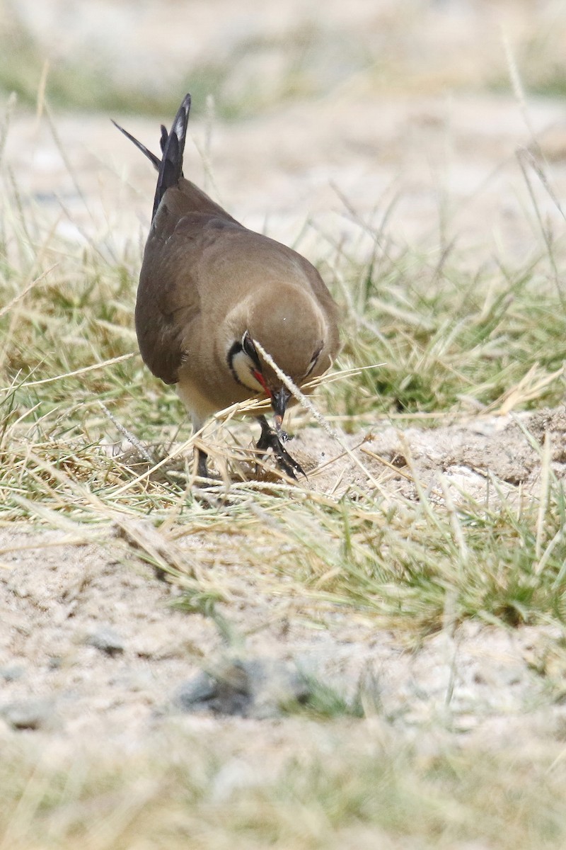 Collared Pratincole - ML643042271