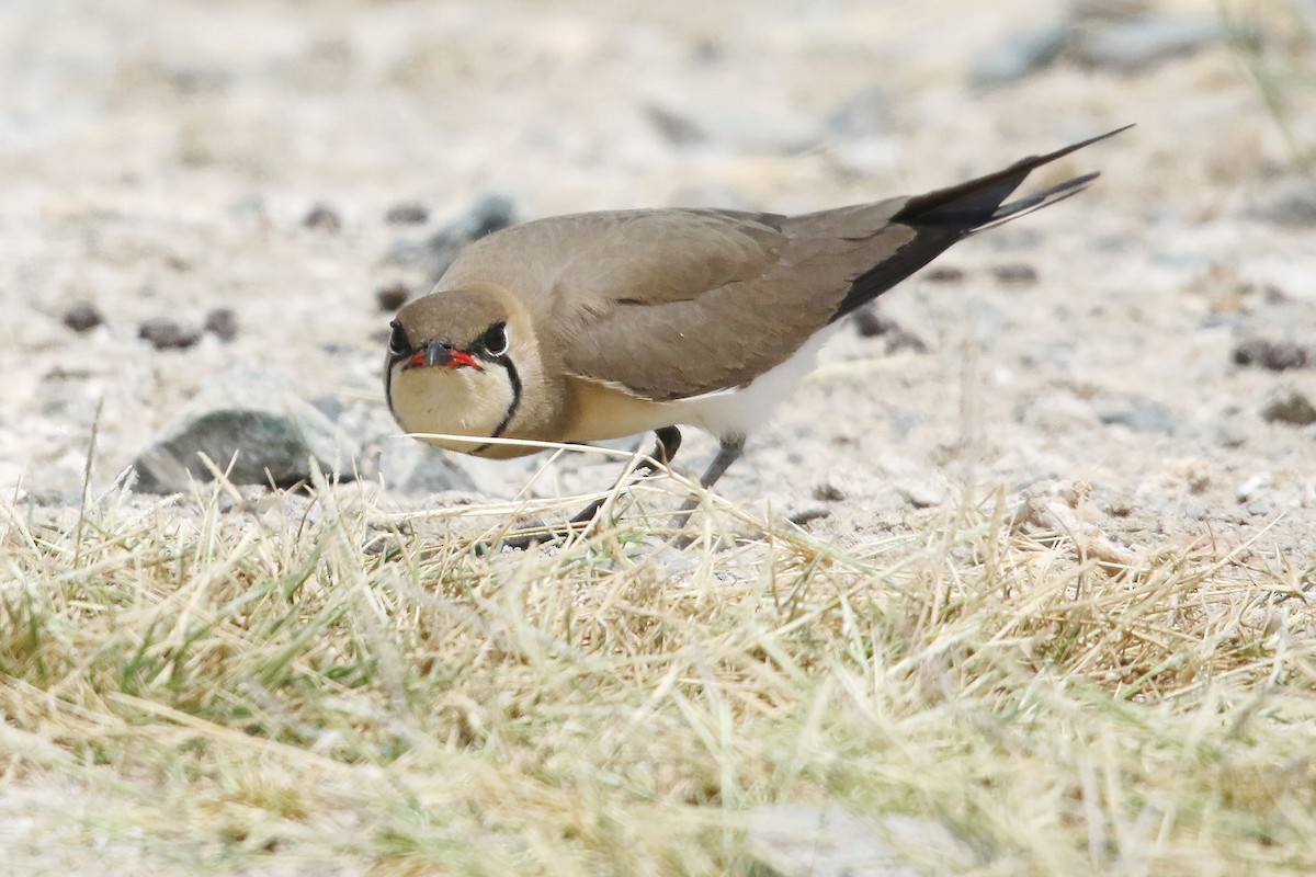 Collared Pratincole - ML643042272