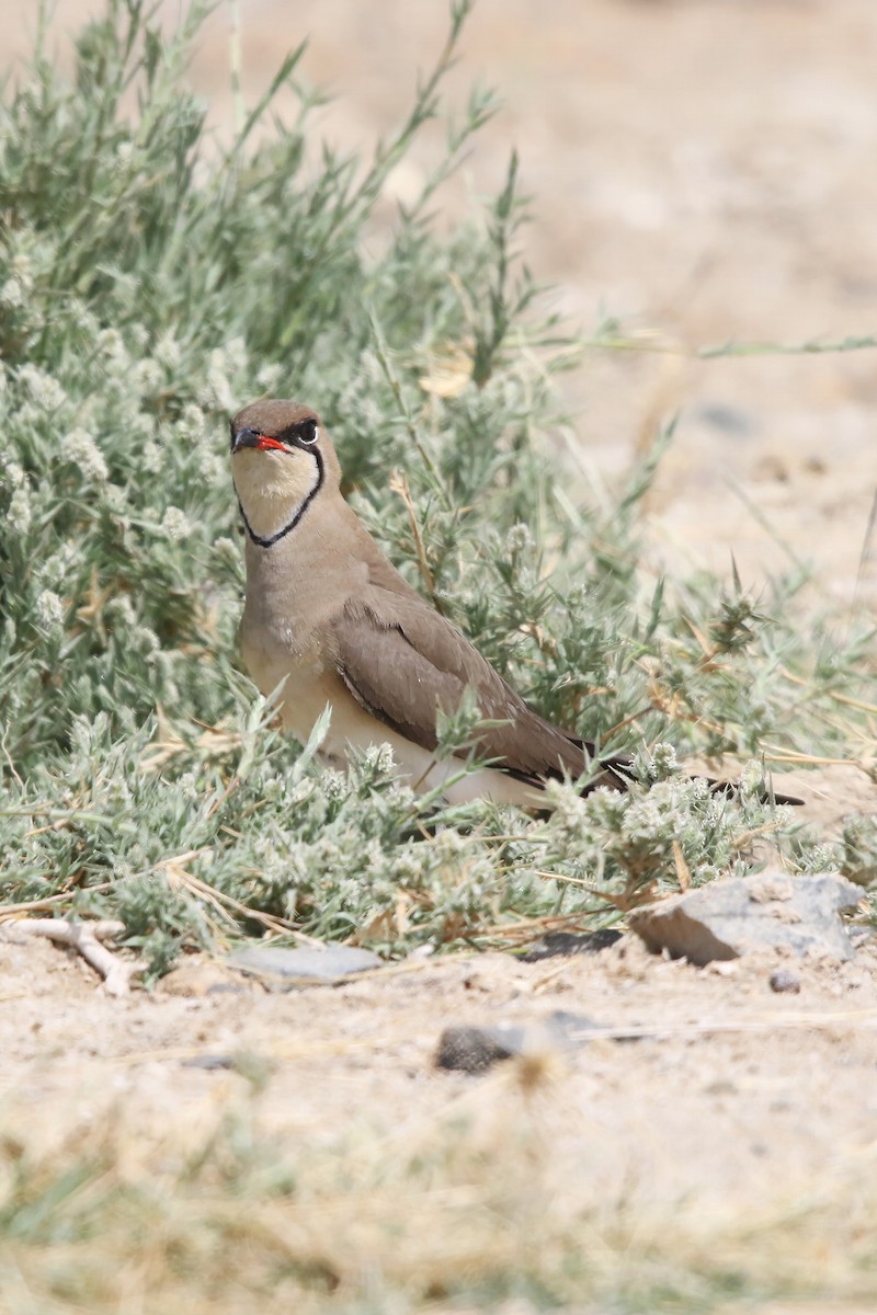 Collared Pratincole - ML643042273