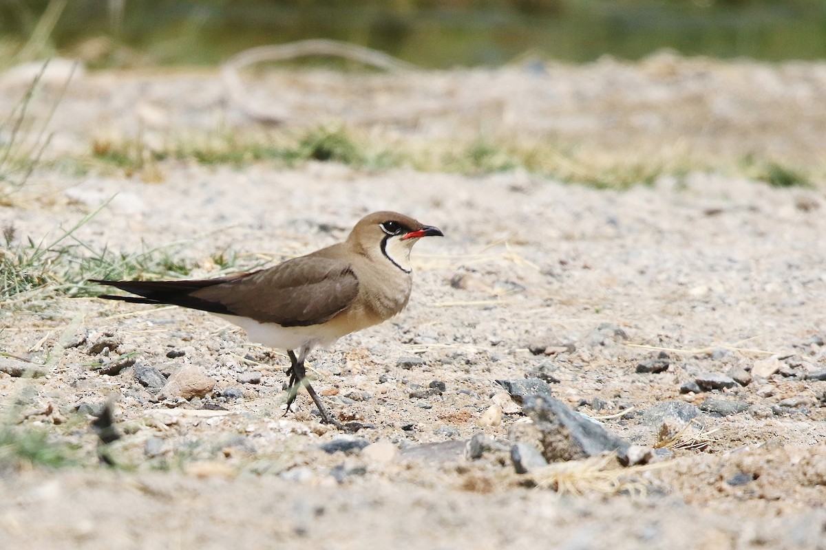 Collared Pratincole - ML643042274