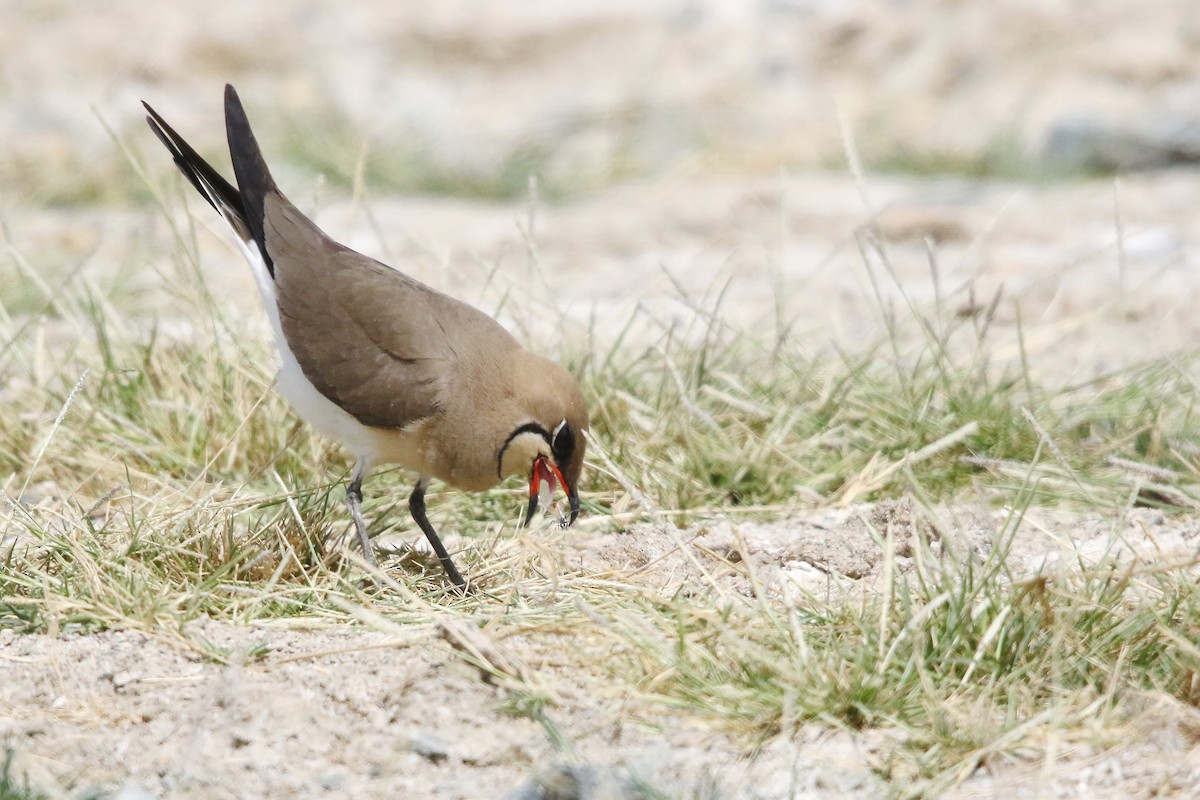 Collared Pratincole - ML643042275