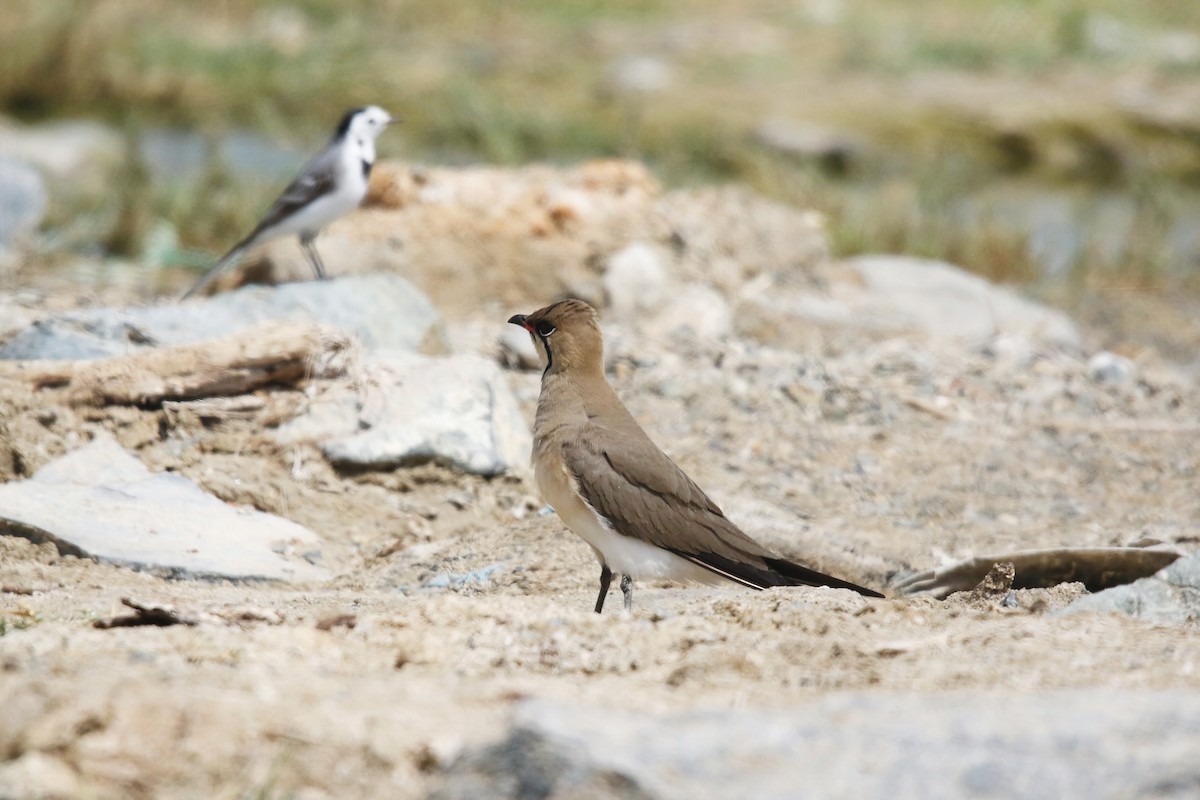 Collared Pratincole - ML643042276