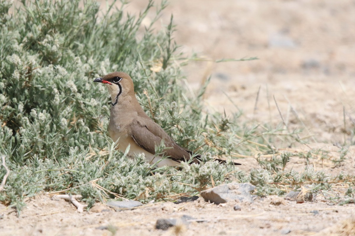 Collared Pratincole - ML643042277