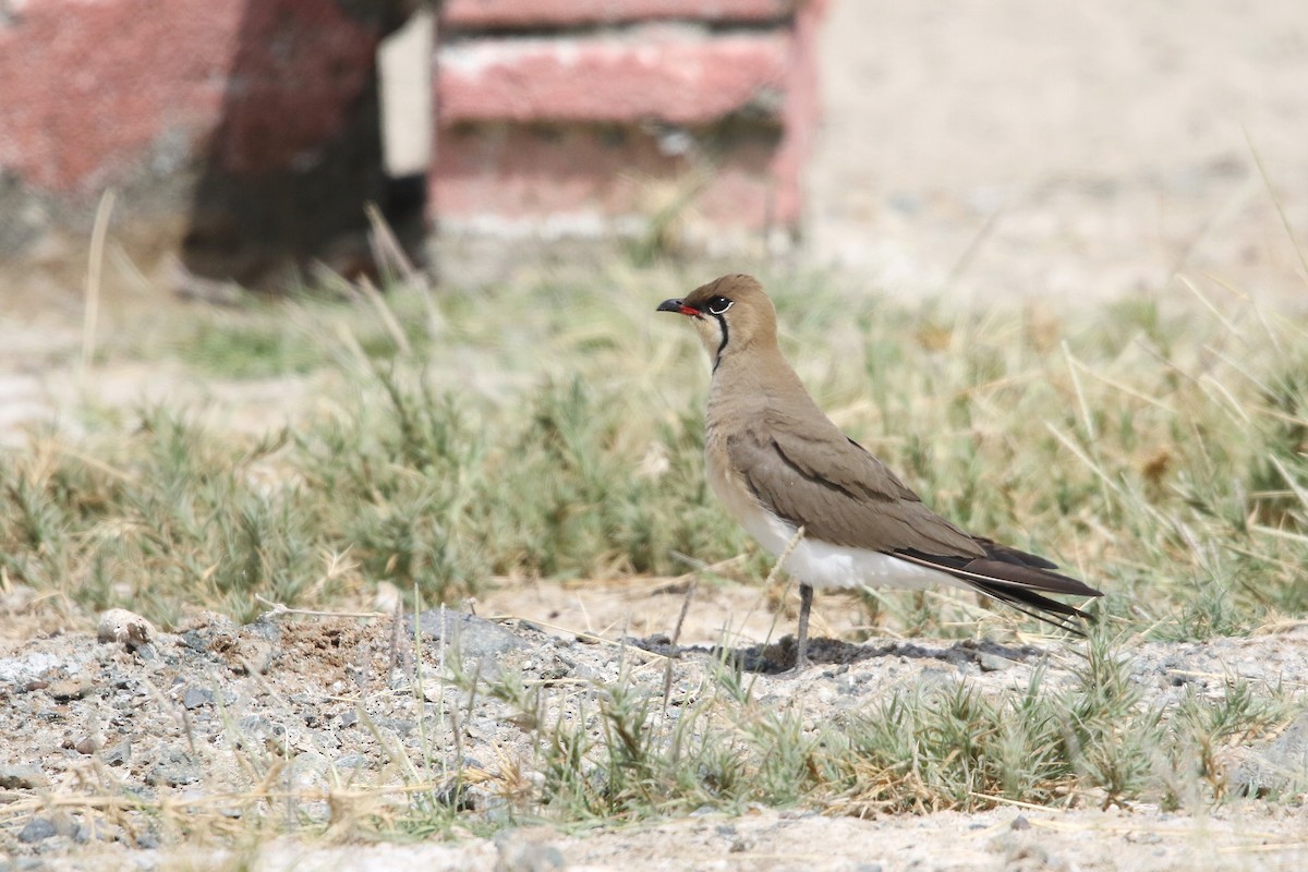 Collared Pratincole - ML643042278