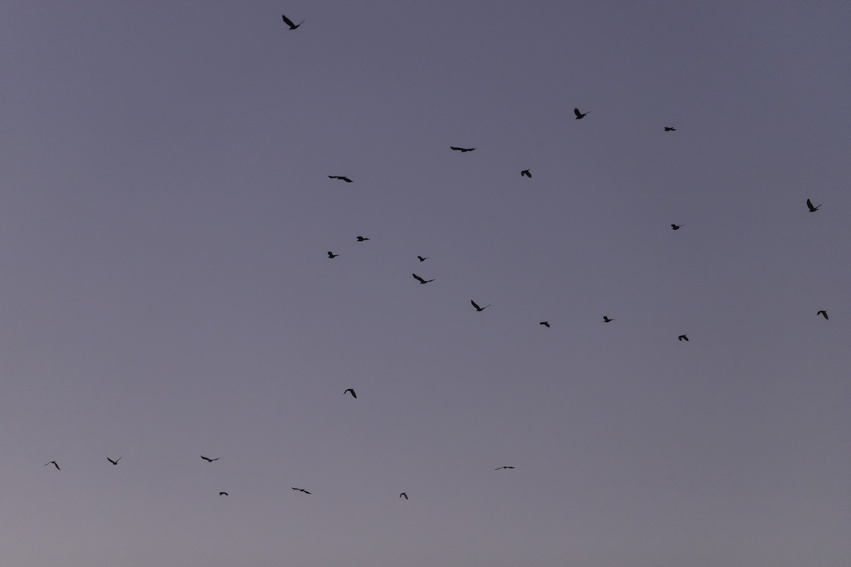 Fish Crow - ML643042288