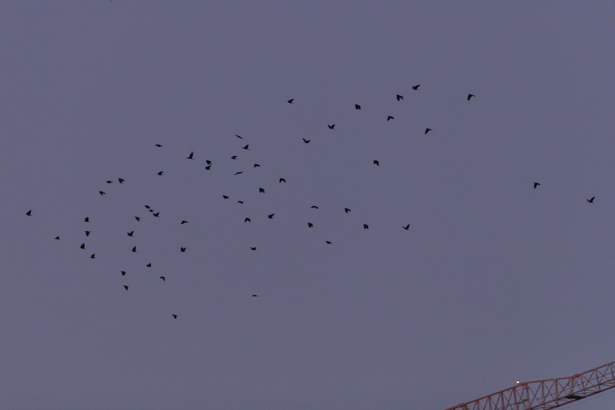 Fish Crow - ML643042294