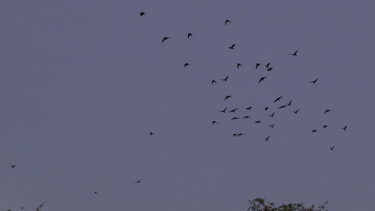 Fish Crow - ML643042297
