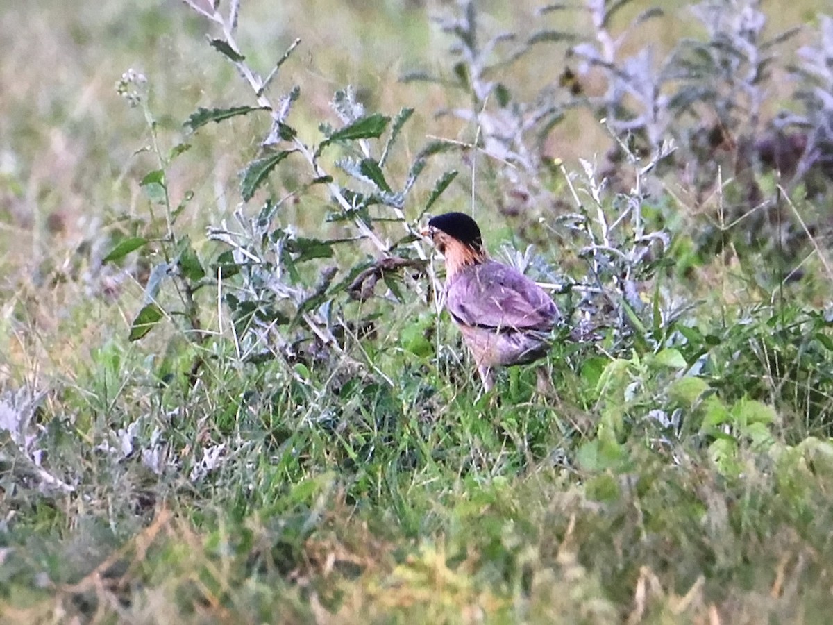 Brahminy Starling - ML643042300