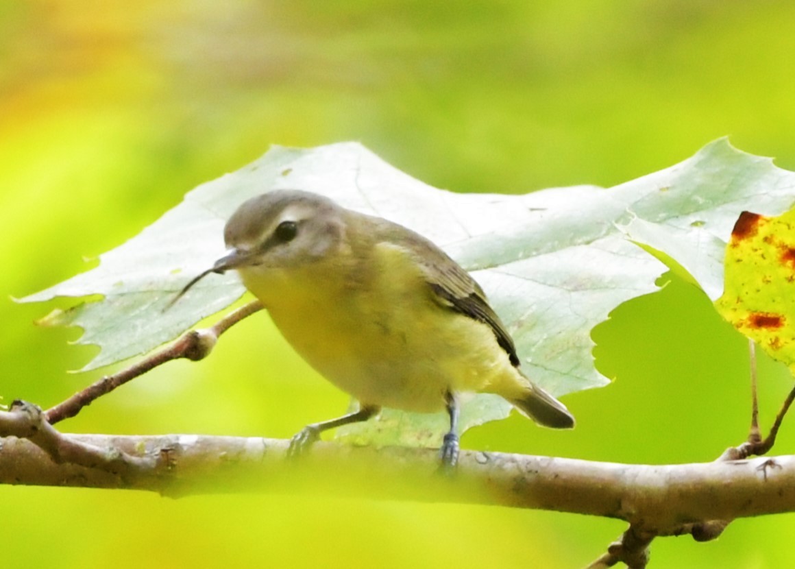 Philadelphia Vireo - ML643042336