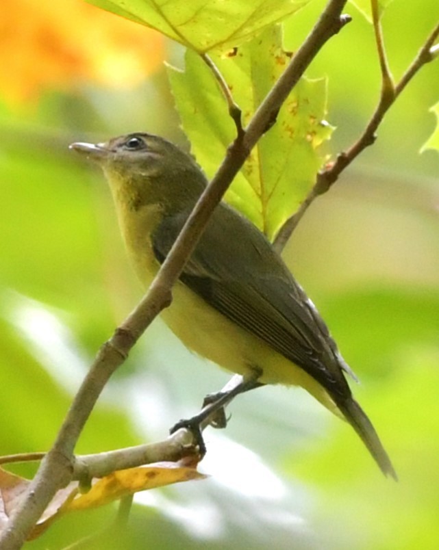 Philadelphia Vireo - ML643042337