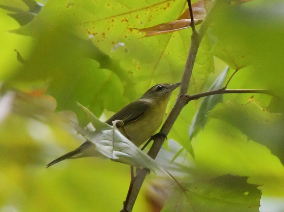 Philadelphia Vireo - ML643042338