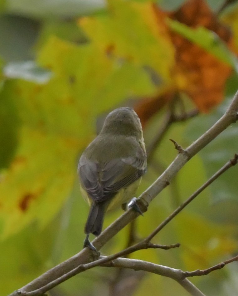 Philadelphia Vireo - ML643042339