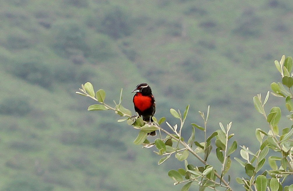 Peruvian Meadowlark - ML643042374