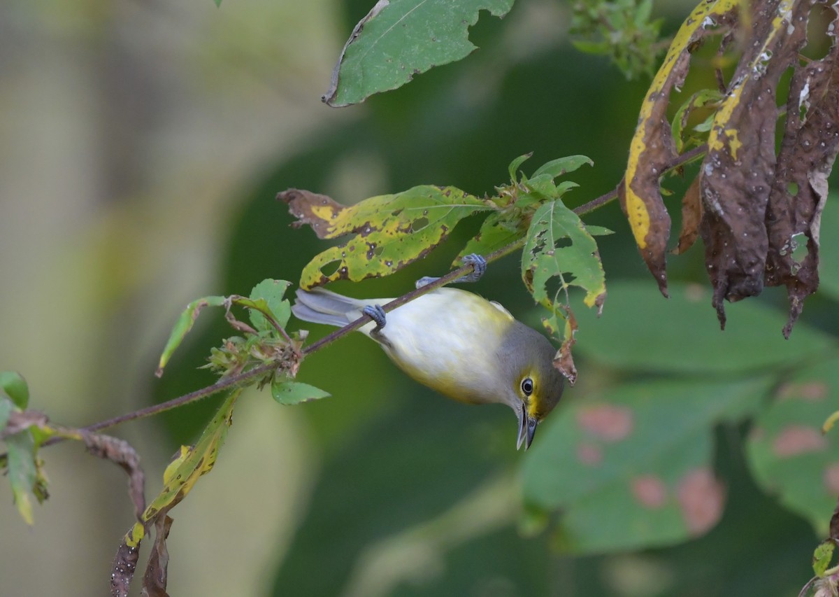 White-eyed Vireo - ML643042403