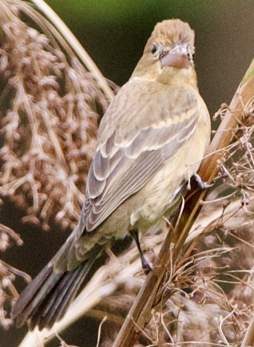 Blue Grosbeak - ML643042406