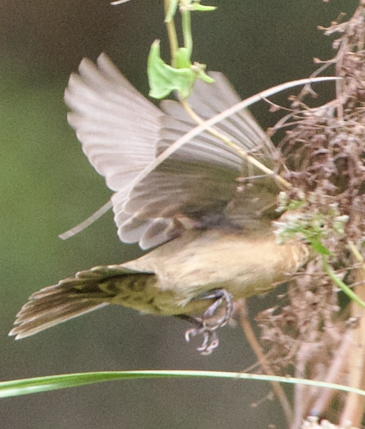 Blue Grosbeak - ML643042407