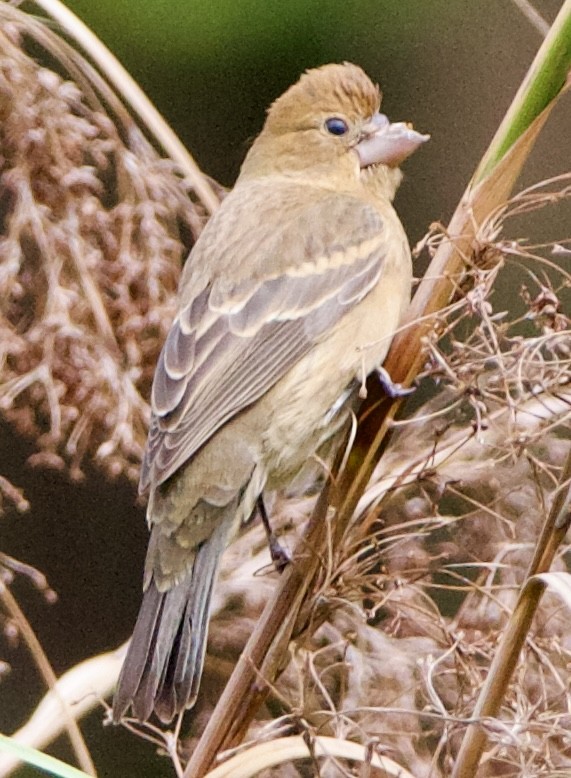 Blue Grosbeak - ML643042408
