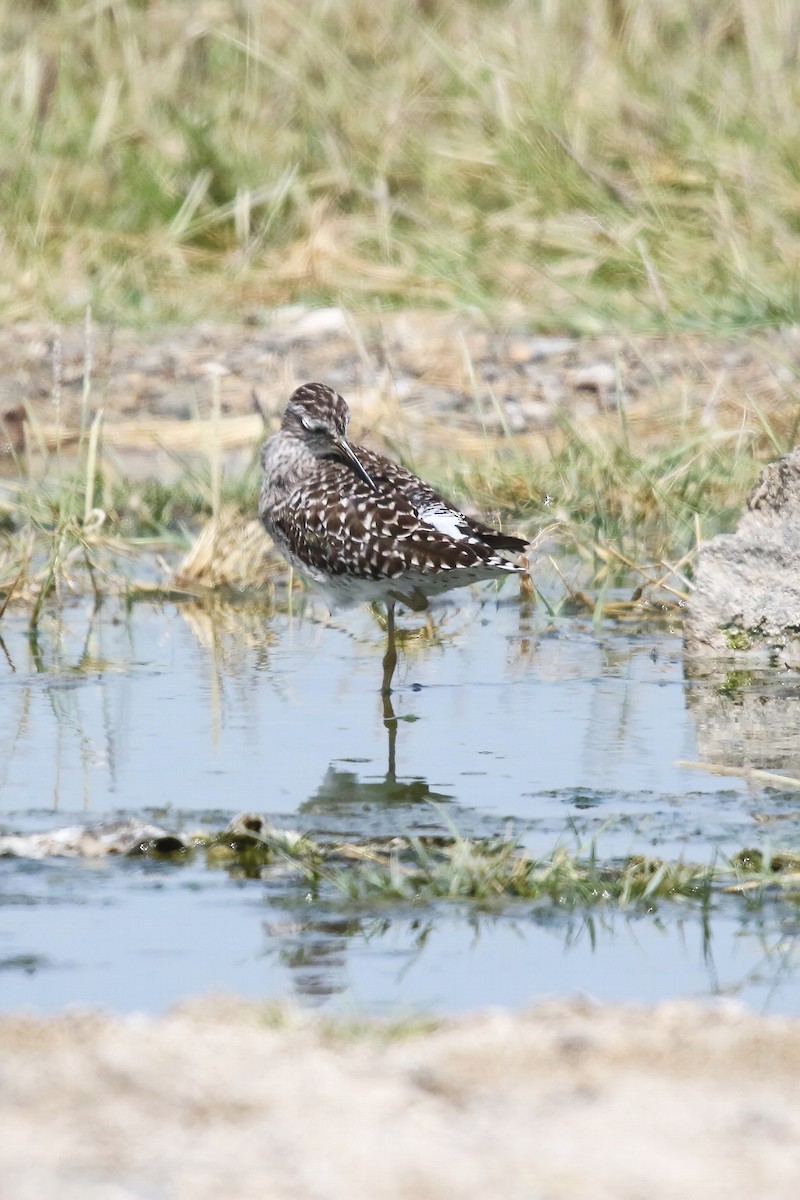 Wood Sandpiper - ML643042414