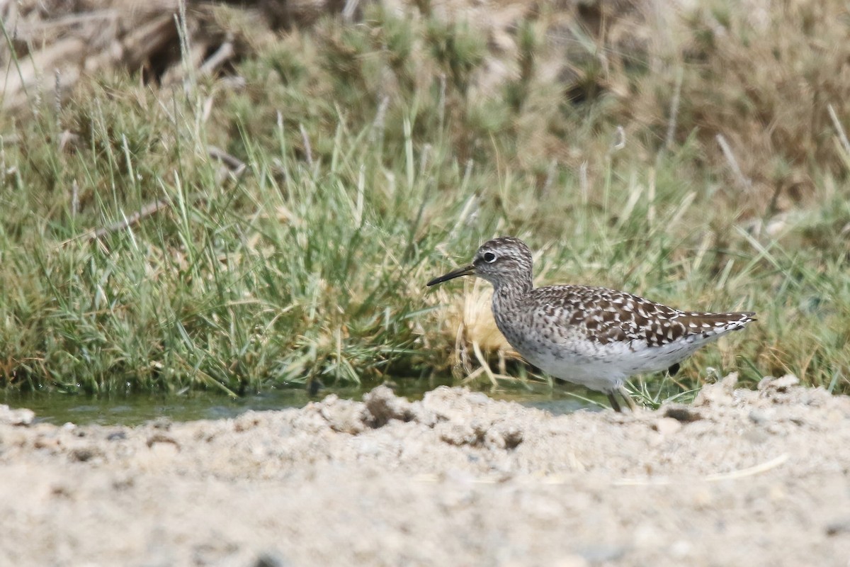 Wood Sandpiper - ML643042415