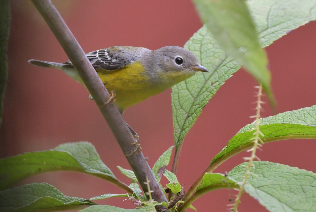Magnolia Warbler - ML643042456
