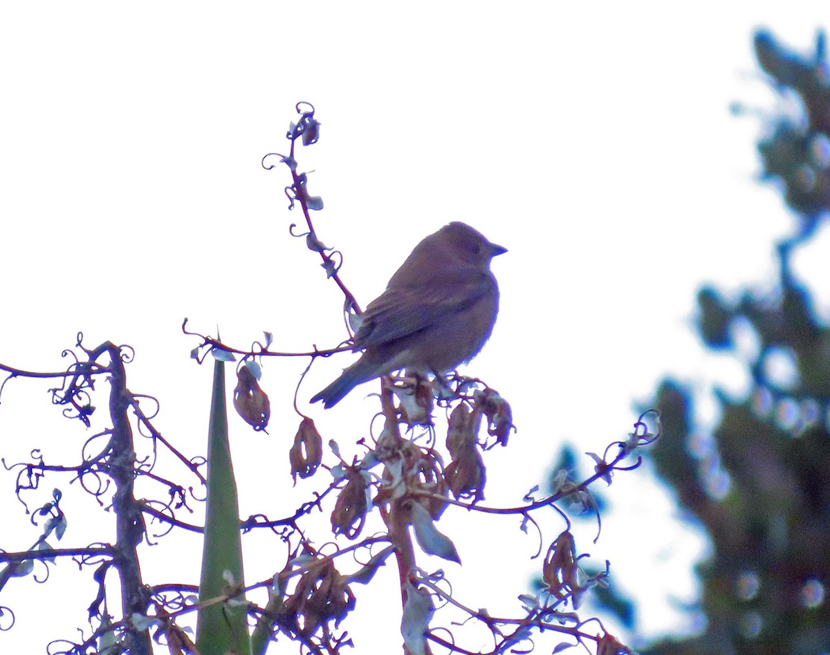 Indigo Bunting - ML643042502