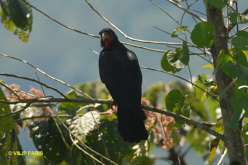 Red-throated Caracara - ML643042504