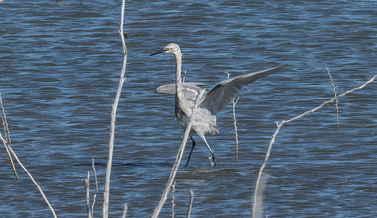 Reddish Egret - ML643042520