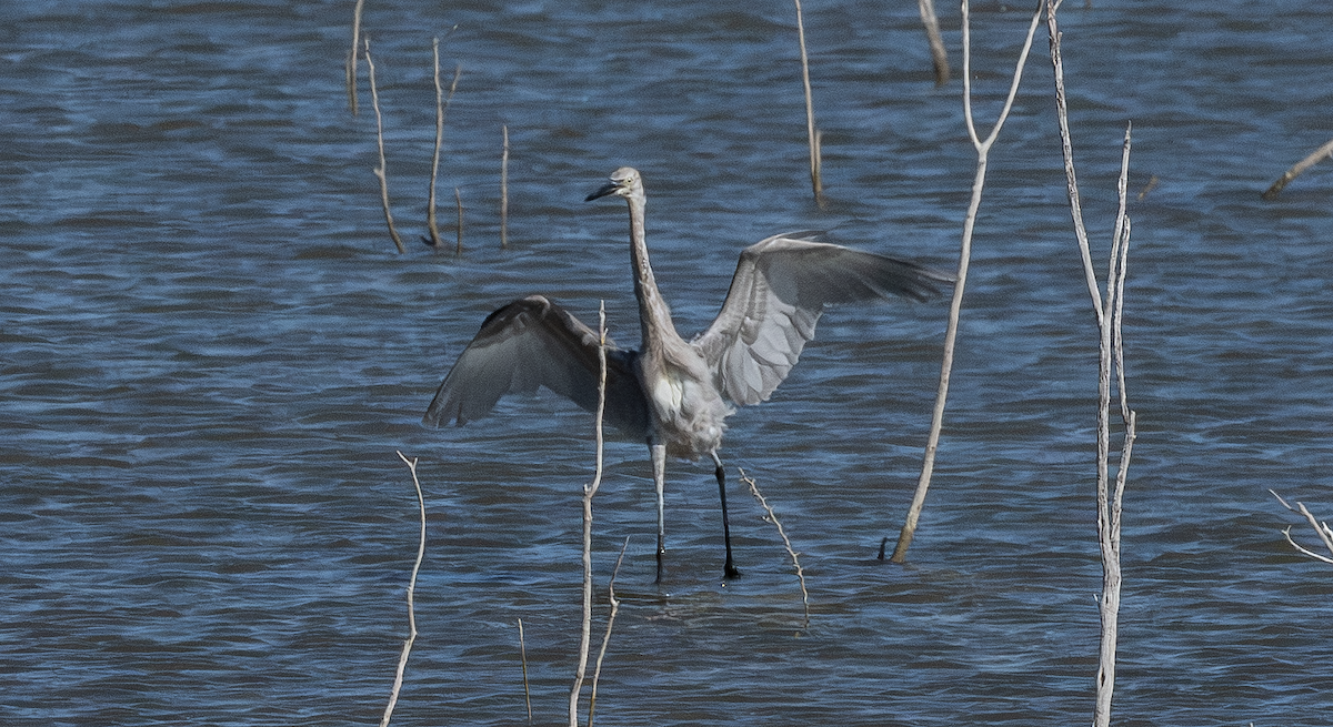 Reddish Egret - ML643042521