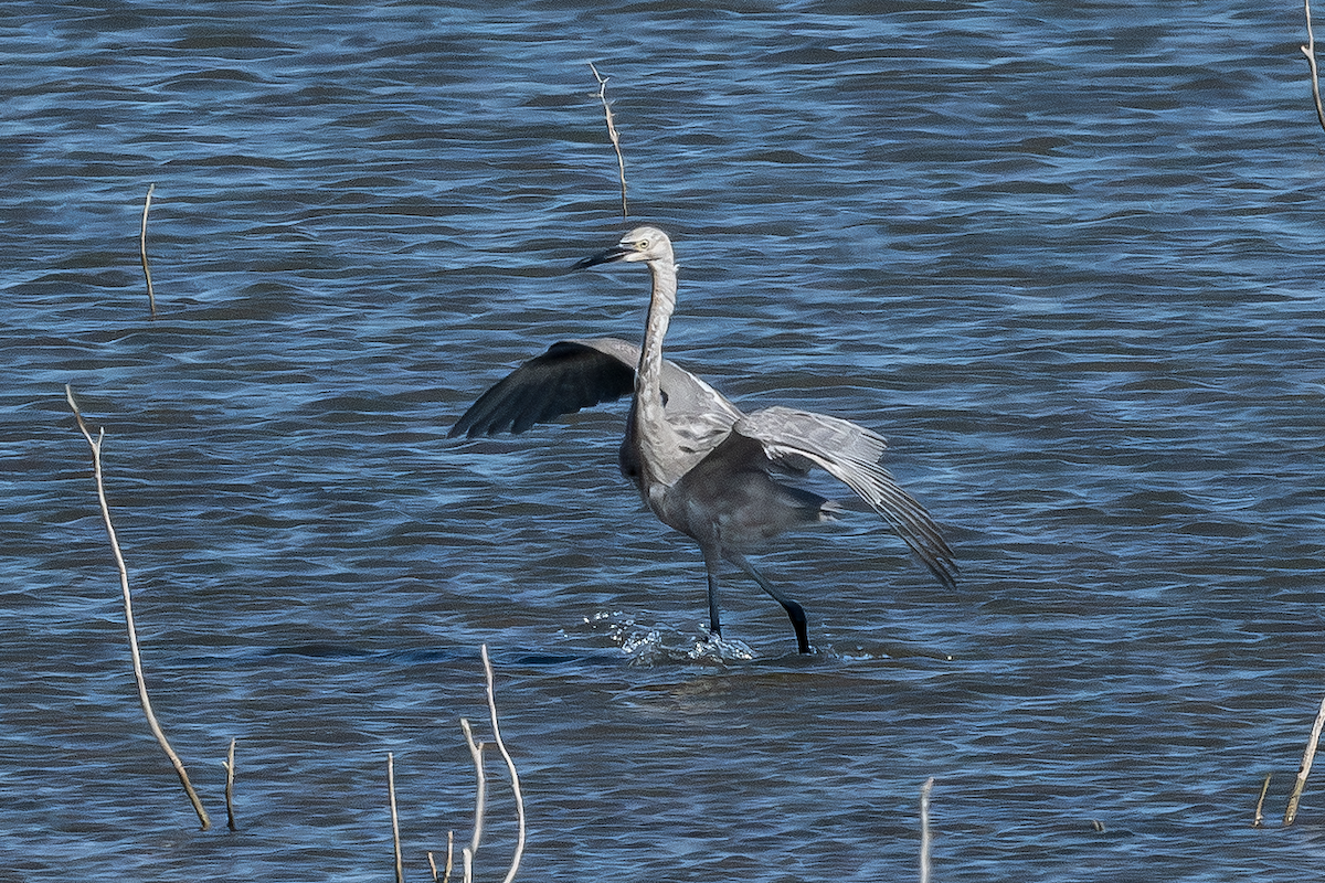Reddish Egret - ML643042522