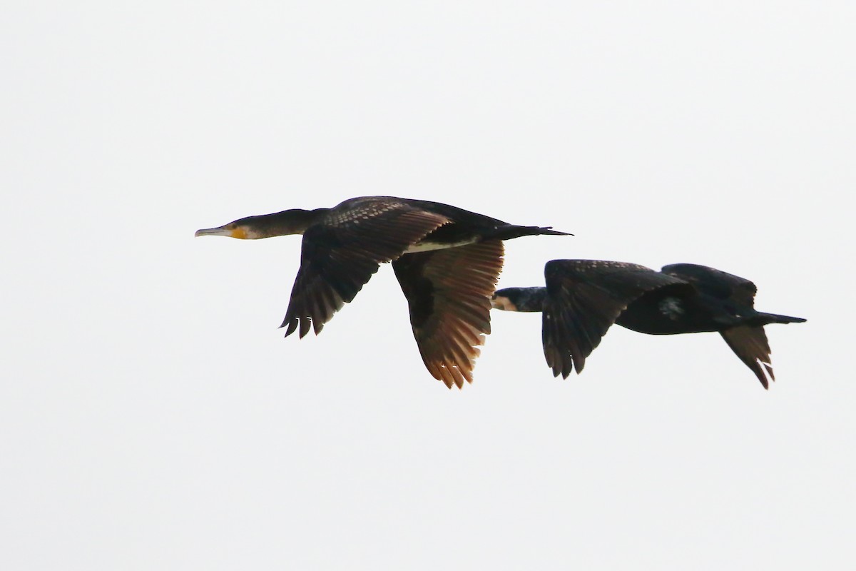 Great Cormorant - ML643042536