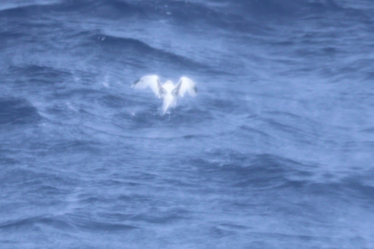 White-tailed Tropicbird - ML643042545