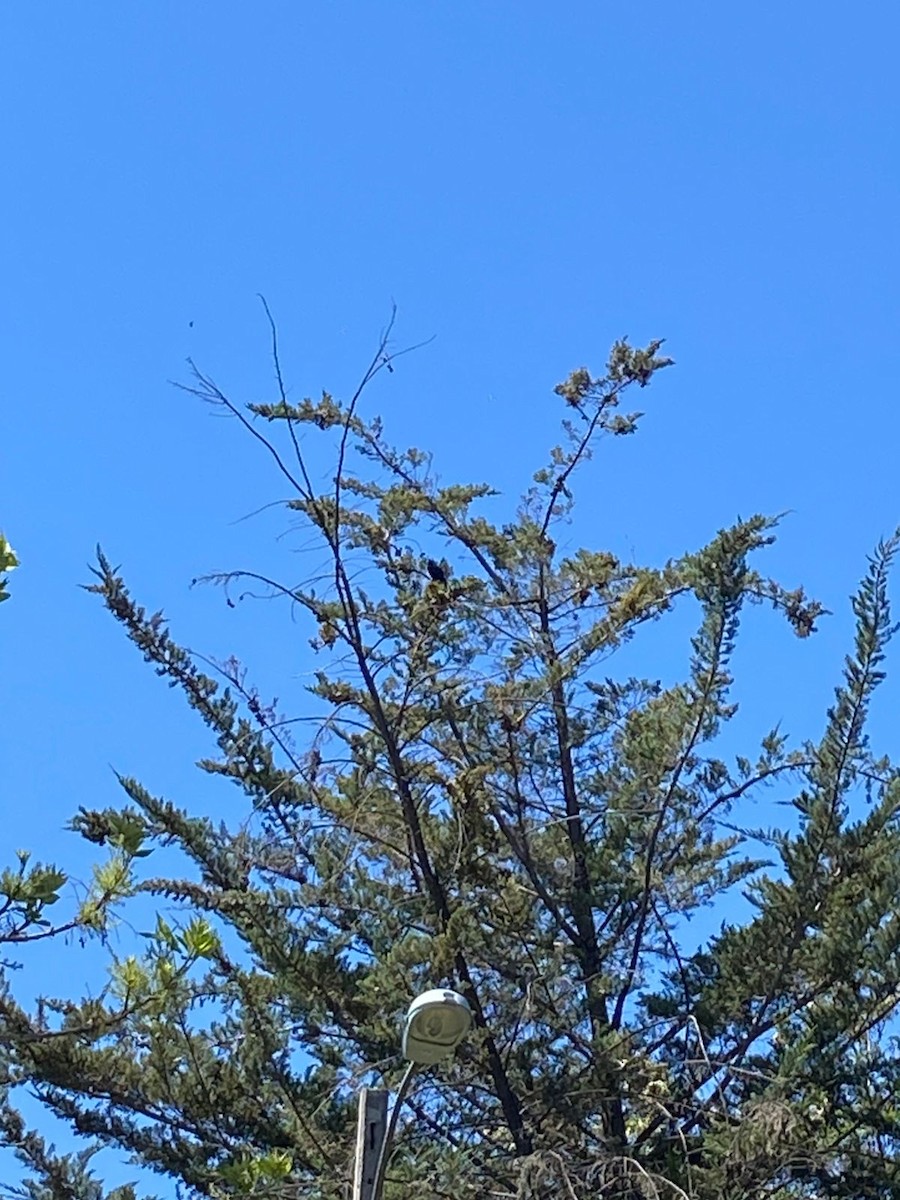 Shiny Cowbird - ML643042551